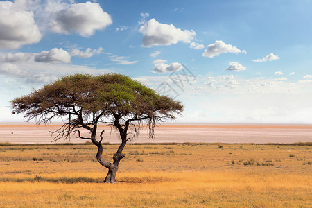 东非开阔的热带草原平上典型的大片阿卡西亚树图片
