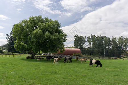 农户场旅游观点在新西兰的转轮中出图片