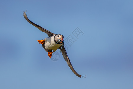 在苏格兰五月岛用海嘴中的鱼群飞回筑巢区图片