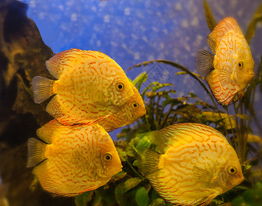 黄金盘鱼在蓝水中游泳Symphyss图片