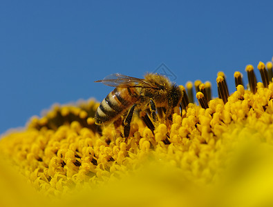蜜蜂在向日葵中采集花粉图片
