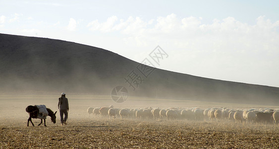 羊群的牧羊人图片