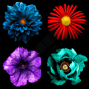红色的菊花紫色的Althea蓝色的dahila和在黑色图片