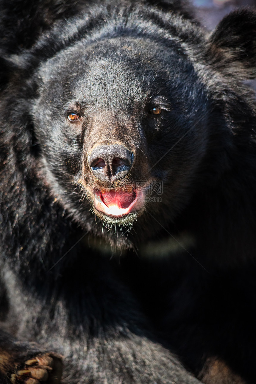 咆哮的黑熊黑熊是最大的陆生动物图片