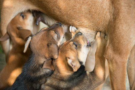 小狗从母乳中吮吸牛奶图片