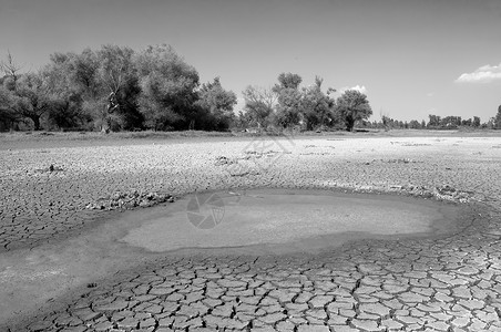干旱期间干涸湖泊的污染水和开裂土壤图片