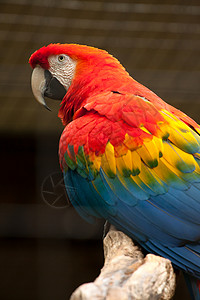 猩红色金刚鹦鹉红色黄色绿色和蓝色的鸟图片