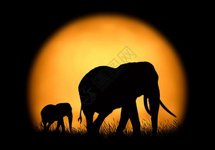 日落背景下的太阳大象黑暗背景下图片