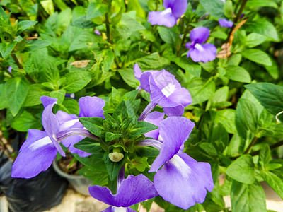 左右对称的紫蓝色花有一个弯曲的花冠背景图片