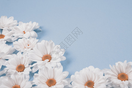 蓝色背景上的白色花朵图片