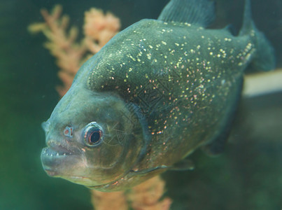 Piranha或Pygocentrurusiraya鱼在水族图片