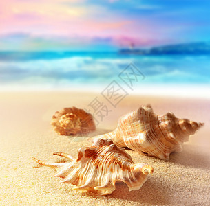 在沙滩和海洋背景的贝壳图片