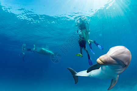 海豚在海洋背景下看着你与潜水员背图片
