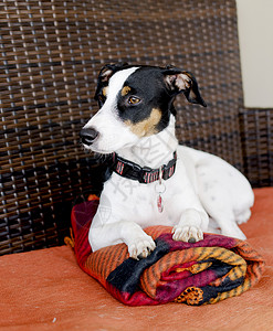 穿着毯子坐在沙发上的狗杰克罗素有图片
