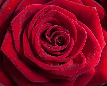 美丽的红玫瑰特写照片图片