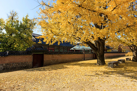 一种黄色的大金果树和韩国皇宫墙图片