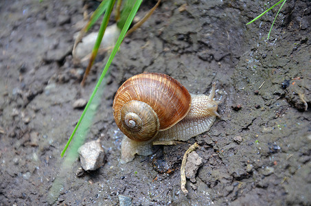 泥地攀爬的大蜗牛图片