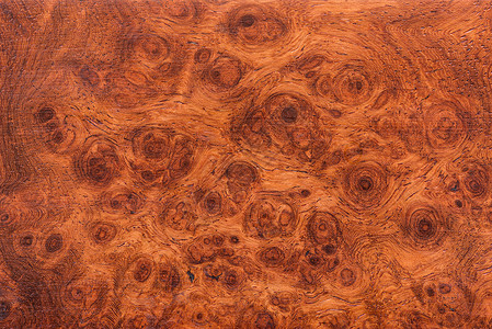 MacroOrmosia木材纹理图片