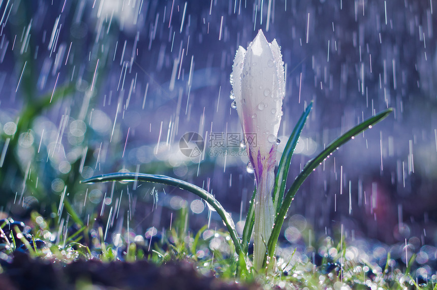 春雨中美丽的春白番红花图片