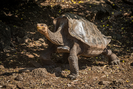 加拉帕戈斯巨龟背景图片