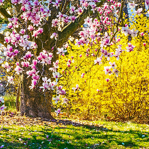 木兰和连翘是春天的标志图片