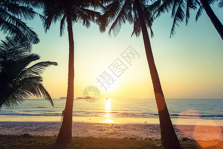 热带海岸的日落棕榈树在图片