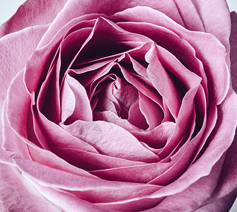 美丽的新粉红玫瑰大镜头优雅的图片