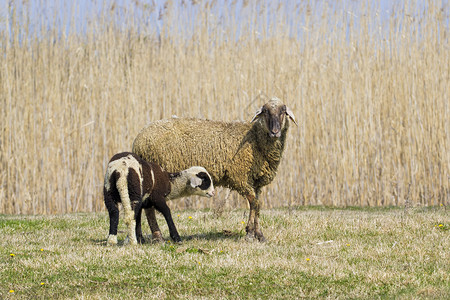 绿色春天草甸上的绵羊和羔羊图片