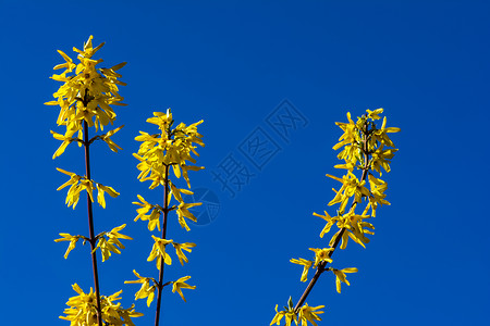 Jasonica的黄色花朵对抗蓝天图片