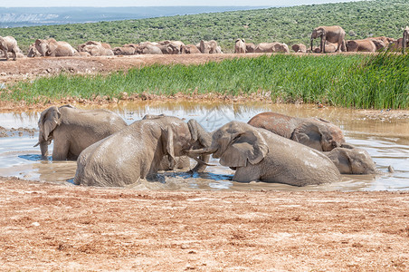 几头年轻的大象在泥泞的水坑里玩耍图片