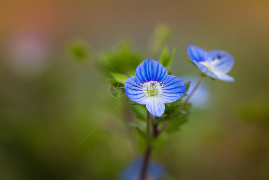 春天鸟眼维罗妮卡斯德韦尔花的蓝色花朵图片