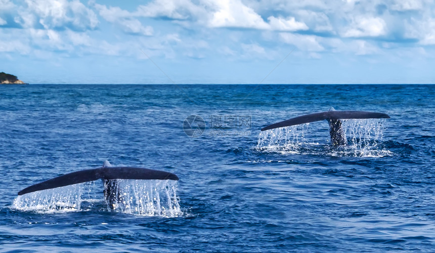 尾巴座头鲸蓝侥幸潜入水中图片