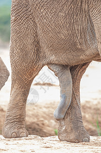 非洲男大象Loxodonta图片