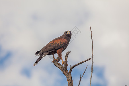 亚利桑那州南部沙漠中的一只哈里斯鹰图片