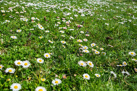 夏日的青草中长出美丽的菊花图片