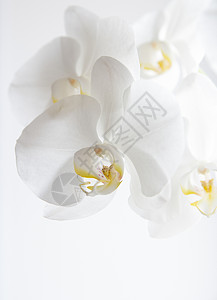 白色背景上美丽的白色兰花图片