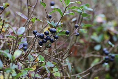 女贞Ligustrum树篱的黑色浆果图片