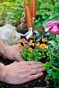 园丁手在花园里种花图片
