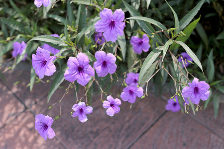 花朵盛开的紫色花朵在花园图片