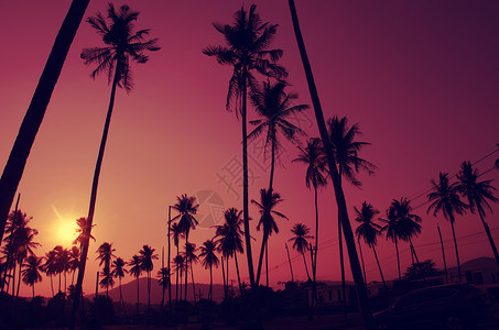 热带海岸的椰子树复古色调暖色调背景图片