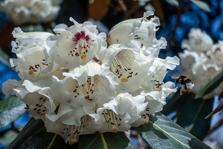 大黄蜂为白色杜鹃花授粉图片