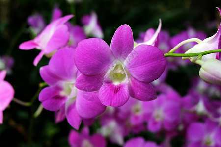 石斛紫兰花图片
