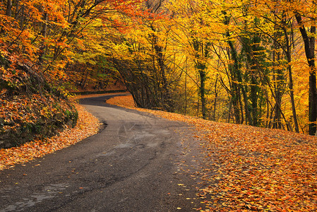 以秋天森林中的道路为背景秋天的风景图片
