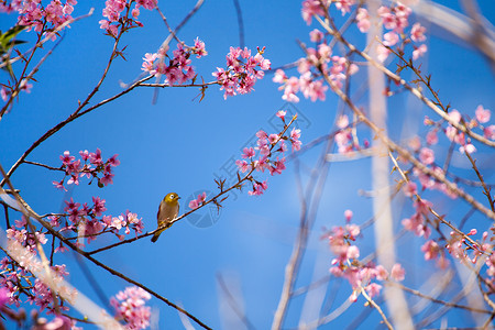 樱花和樱花上的白眼鸟图片