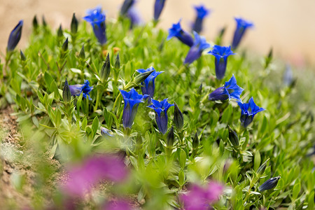 背景花园中的喇叭龙胆蓝春花阿尔卑斯山高清图片素材