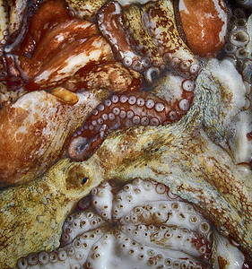 冰上新鲜章鱼的特写图片