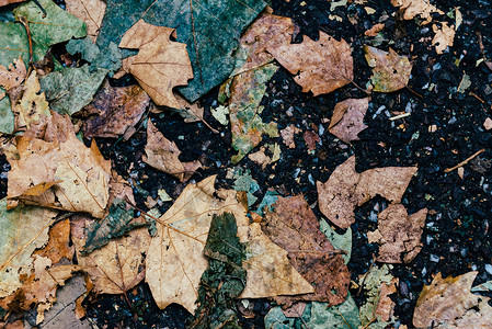 人行道上的秋叶图片