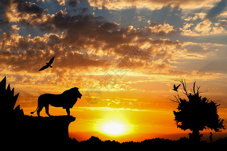 多云日落背景中山林老树鸟狮和猫鼬的丛林图片