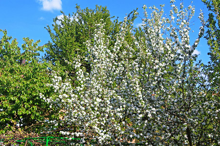 春天开花的苹果树图片