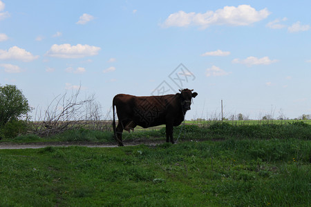 牧场上的牛图片